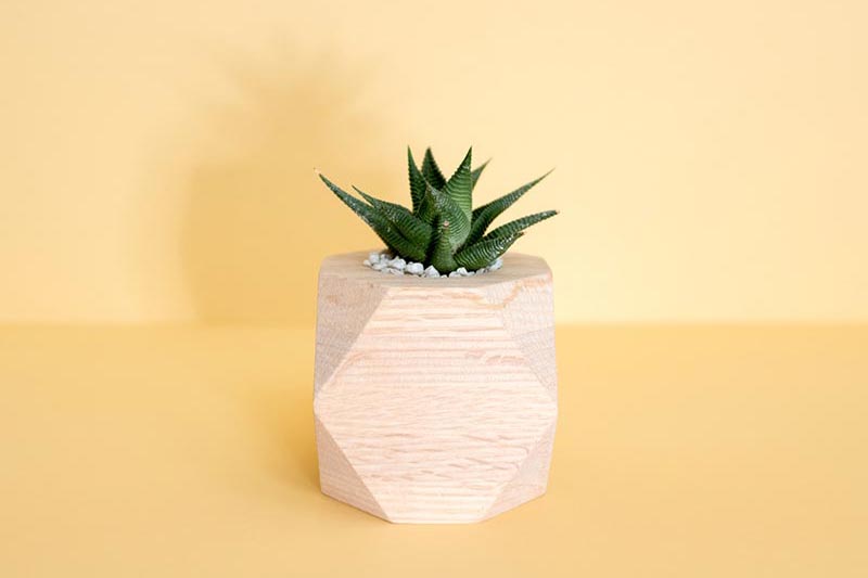 Morbi gravida neque lacus, a iaculis ligula sagittis nec. Nullam sed purus dui